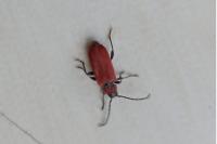 Pyrrhidium sanguineum
