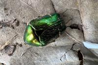 Cetonia aurata