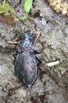 Carabus nemoralis