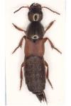 Ocypus fulvipennis