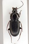 Pterostichus vernalis