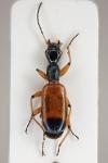 Odacantha melanura