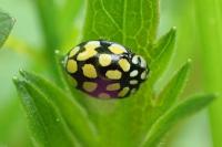 Sospita vigintiguttata