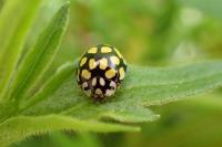 Sospita vigintiguttata
