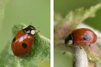 Adalia bipunctata