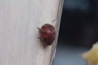 Subcoccinella vigintiquatuorpunctata