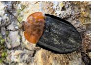 Oiceoptoma thoracicum