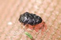 Trachys minutus