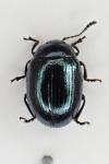 Phaedon cochleariae