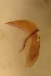 Phaedon cochleariae