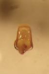 Phaedon cochleariae