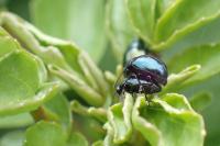 Phaedon cochleariae