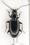 Bembidion