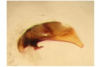 Bembidion