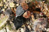Oiceoptoma thoracicum