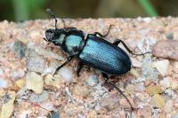 Platycerus caraboides