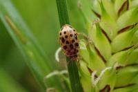 Anisosticta novemdecimpunctata