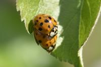 Harmonia axyridis