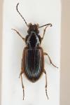 Stenolophus mixtus