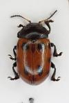 Gonioctena linnaeana