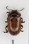 Gonioctena linnaeana