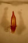 Gonioctena linnaeana