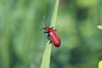 Pyrochroa serraticornis