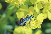 Oedemera nobilis