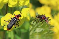 Cantharis rustica