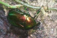 Cetonischema speciosissima
