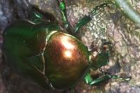 Cetonischema speciosissima