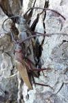 Aegosoma scabricorne
