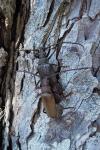 Aegosoma scabricorne