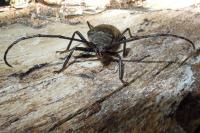 Aegosoma scabricorne