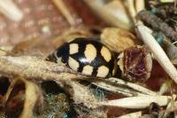 Coccinula quatuordecimpustulata