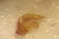Danacea nigritarsis