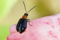 Luperomorpha xanthodera