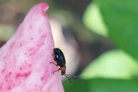 Luperomorpha xanthodera