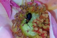 Luperomorpha xanthodera