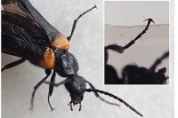 Sitaris muralis