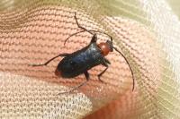 Dinoptera collaris