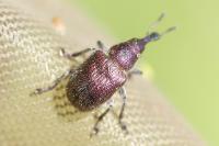 Rhynchites bacchus
