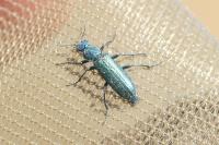 Psilothrix viridicoerulea