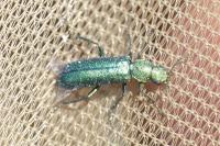 Psilothrix viridicoerulea