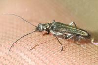 Oedemera flavipes