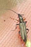 Oedemera flavipes