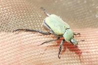 Hoplia argentea