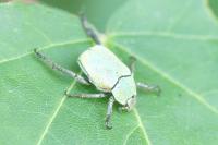 Hoplia argentea