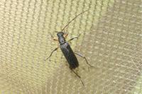 Grammoptera ruficornis