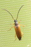 Alosterna tabacicolor